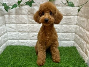 トイプードル ￥130,900(税込)→9/23(火)迄￥154,000(税込)(★安心パック代、追加ワクチン代等込み価格。※狂犬病注射、犬の登録料は別途頂戴致します。)