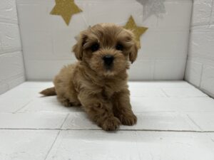 ②Mix(父トイプードル×母マルチーズ)　￥251,900(税込)
