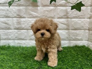 Mix(父トイプードル×母マルチーズ)￥262,900(税込)