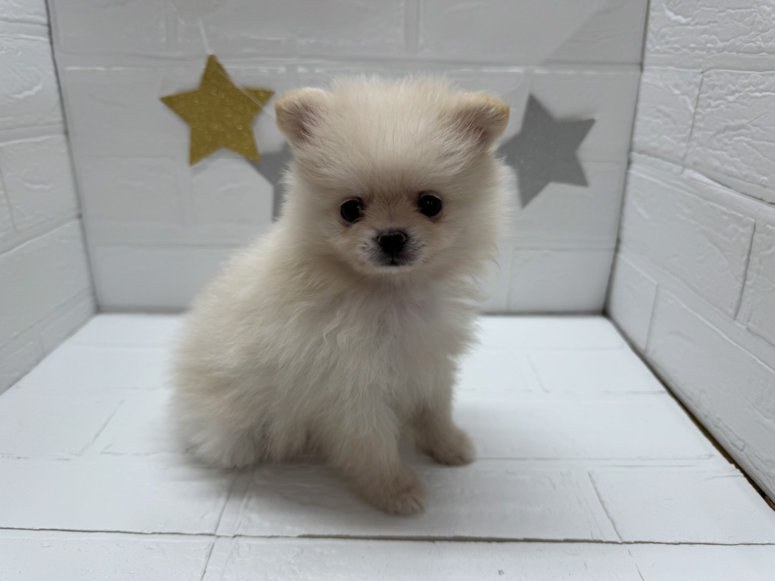 ⑫ポメラニアン