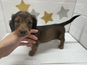 ⑤ミニチュアダックスフンド(ロング)￥207,900(税込)