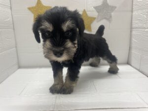 ③ミニチュアシュナウザー ￥284,900(税込)