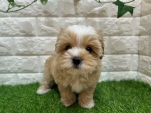 Mix(父マルチーズ×母トイプードル)￥295,900(税込)