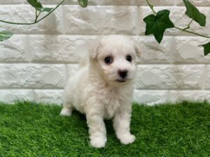 ビションフリーゼ￥240,900(税込)