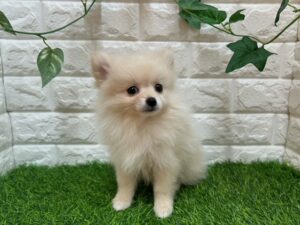 ポメラニアン￥174,900(税込)