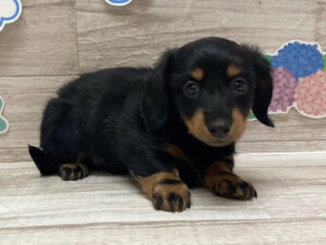 ミニチュアダックスフンド　￥217,800(税込)