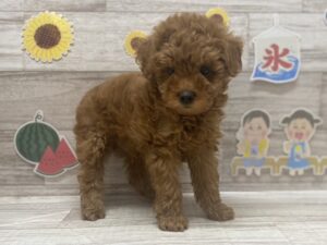 ①トイプードル　￥206,800(税込)