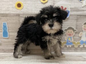 Mix(マルチーズ×ミニチュアシュナウザー)　￥217,800(税込)