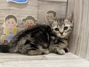 マンチカン(短足)　￥261,800(税込)