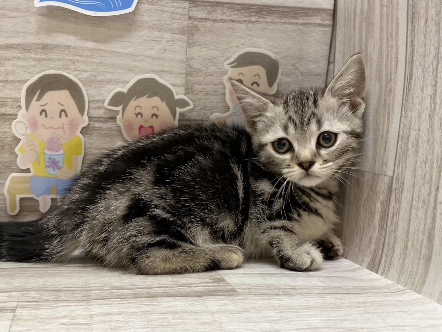 マンチカン(短足)