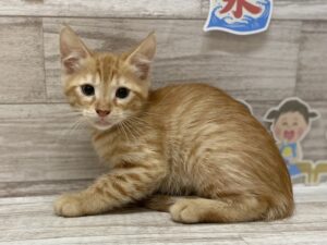 スコティッシュフォールド(立耳)　￥217,800(税込)→￥140,800(税込)
