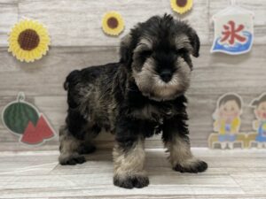 ⑤ミニチュアシュナウザー　￥250,800(税込)