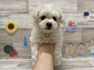 ⑥ビションフリーゼ　￥261,800(税込)
