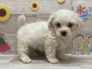 Mix(マルチーズ×ビションフリーゼ)　￥217,800(税込)→￥184,800(税込)