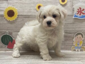 Mix(マルチーズ×ビションフリーゼ)　￥228,800(税込)→￥195,800(税込)