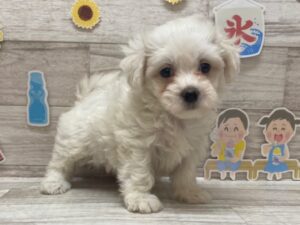 Mix(マルチーズ×ビションフリーゼ)　￥228,800(税込)→￥195,800(税込)