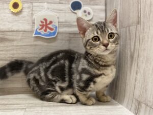 マンチカン(短足)　￥261,800(税込)→￥184,800(税込)