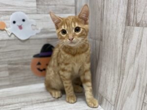 スコティッシュフォールド(立耳)　￥217,800(税込)→￥107,800(税込)