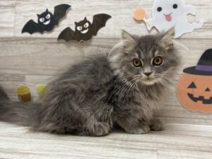 ⑦フォールデックス　￥173,800(税込)→9/23まで￥162,800(税込)