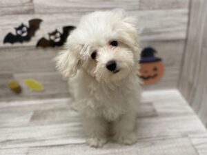 Mix(マルチーズ×ビションフリーゼ)　￥228,800(税込)→￥151,800(税込)