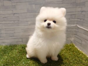 ①ポメラニアン￥262,900(税込)→7/23￥229,900（税込）