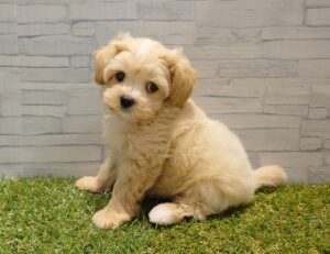 ⑤Mix(父トイプードル×母マルチーズ)￥262,900(税込)