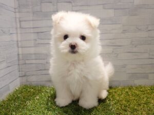 ➉MIX（父ポメラニアン×母マルチーズ)　￥152,900(税込)