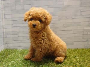 ⑨トイプードル￥295,900(税込)