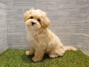 ⑤Mix(父トイプードル×母マルチーズ)￥141,900(税込)