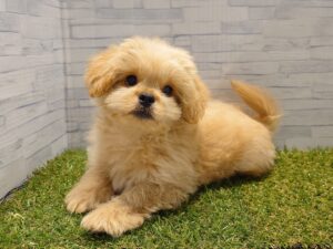 ③MIX(父トイプードル×母ペキニーズ)￥174,900(税込)