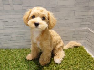 ⑤Mix(父トイプードル×母マルチーズ)￥141,900(税込)→9/23迄￥119,900（税込）