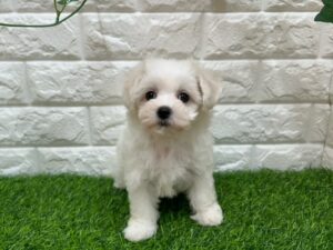 Mix(父マルチーズ×母ビションフリーゼ）￥185,900(税込)