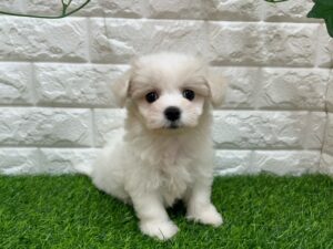 Mix(父マルチーズ×母ビションフリーゼ）￥185,900(税込)