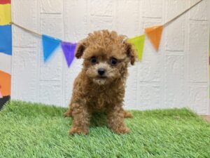 ⑥トイプードル￥350,900(税込)7/21まで→￥317,900(税込)
