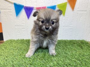 ①Mix(父ポメラニアン×母チワワ(ロング)￥185,900(税込)8/4まで→￥152,900(税込)
