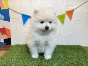 ➃ポメラニアン￥240,900(税込)8/4まで→￥207,900(税込)