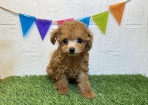 ⑤トイプードル￥295,900(税込)8/4まで→￥262,900(税込)