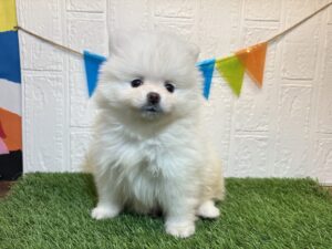 ①ポメラニアン￥218,900(税込)→7/7まで￥185,900(税込)