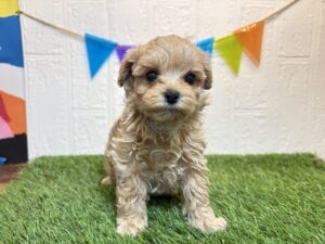 ②Mix(父トイプードル×母マルチーズ)￥350,900(税込)→7/7まで￥317,900(税込)