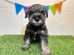 ➃ミニチュアシュナウザー￥240,900(税込)→7/7まで￥207,900(税込)