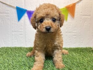 ⑦トイプードル￥251,900(税込)→7/7まで￥218,900(税込)
