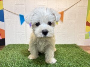Mix(父マルチーズ×母ミニチュアシュナウザー）￥218,900(税込)→7/7まで￥185,900(税込)