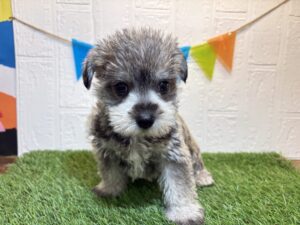 Mix(父マルチーズ×母ミニチュアシュナウザー）￥218,900(税込)→7/7まで￥185,900(税込)