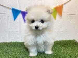 ⑦Mix(ポメラニアン×トイプードル)　7/7まで￥207,900(税込)