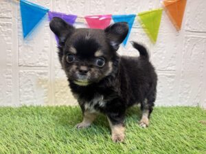 ③チワワ（ロング）￥251,900(税込)7/21まで→￥218,900(税込)