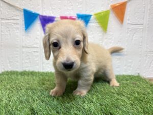 ④カニヘンダックスフンド(ロング）￥229,900(税込)7/21まで→￥196,900(税込)