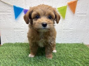 ⑦Mix(父チワワ（ロング）×母トイプードル)￥295,900(税込)7/21まで→￥262,900(税込)