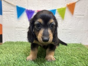 ミニチュアダックスフンド￥240,900(税込)7/21まで→￥207,900(税込)