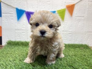 ①Mix(父トイプードル×母マルチーズ)￥350,900(税込)7/28まで→￥317,900(税込)