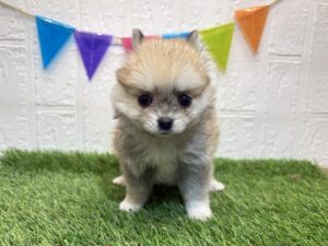 ②Mix(父チワワ×母ポメラニアン）￥328,900(税込)7/28まで→￥295,900(税込)